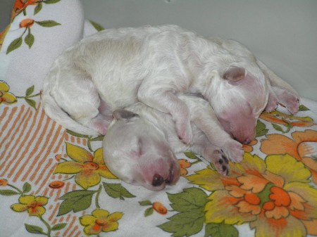 3.den: nahoře fenka ASTER & dole pejsek ARIES